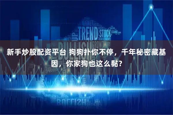 新手炒股配资平台 狗狗扑你不停，千年秘密藏基因，你家狗也这么黏？